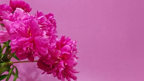 Peony flowers bloom on a pink background while showing off their colors and Stock Footage 338120485