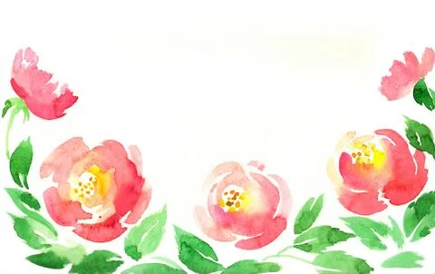 Peony flowers Stock Illustration