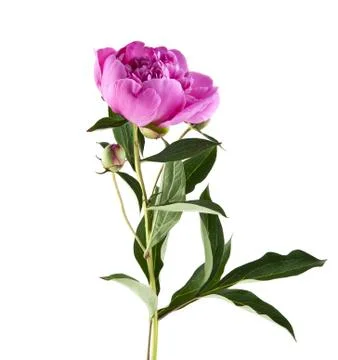 Peony flowers isolated on white background Stock Photos
