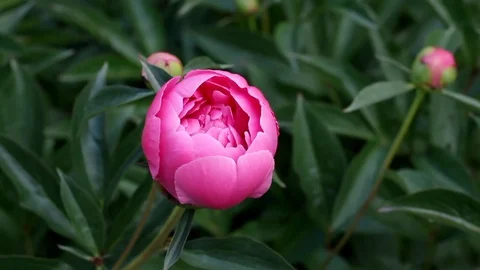 Peony flowers moves on a wind Stock Footage 106813762