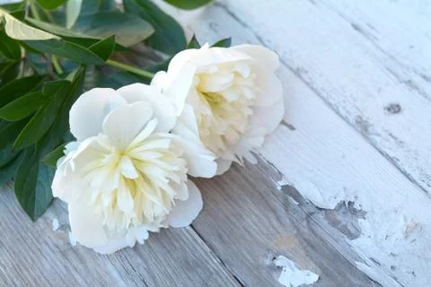 Peony flowers Stock Photos