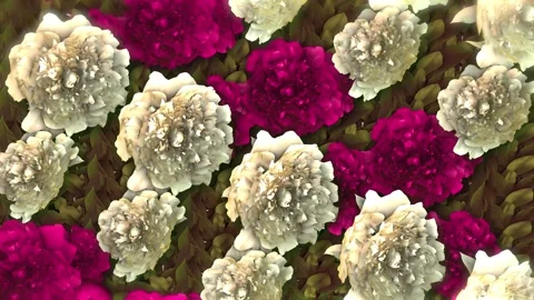 Peony Flowers Rotating Loop. Floral Animation with Subtle Leaf Motion. Stock Footage 308399721