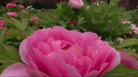 Peony garden Stock Footage 235135016