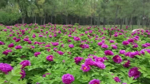 Peony garden Stock Footage 235135588