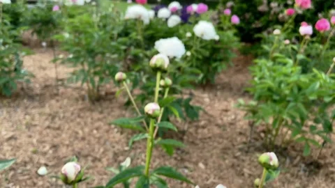 Peony Garden Video stock 236258722