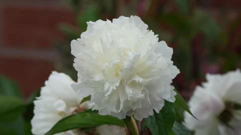 Peony in the garden Stock Footage 310895945