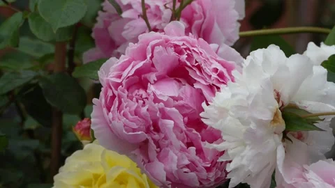 Peony in the garden Stock Footage 310895946