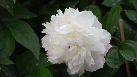 Peony in the garden Stock Footage 310895954