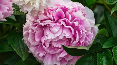 Peony in the garden Stock Photos
