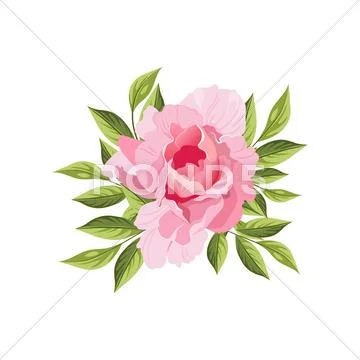 Peony Hand Drawn Realistic Illustration Stock Illustration