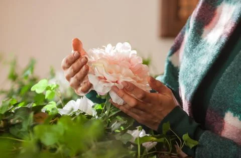Peony in hand Stock Photos