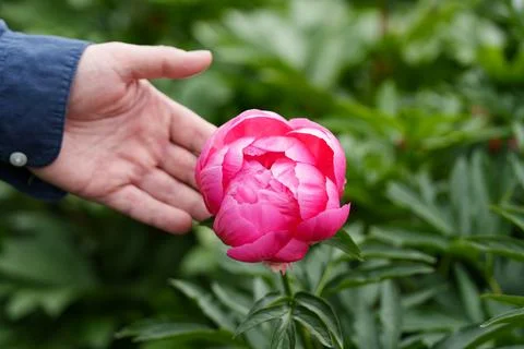 Peony in hands Stock Photos