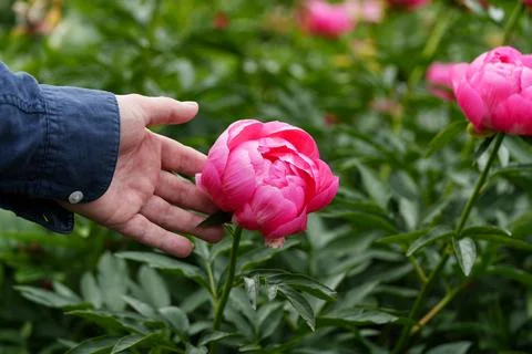 Peony in hands Stockfoto's