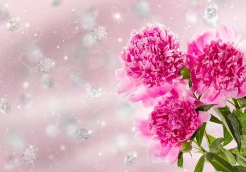 Peony Stock Illustration