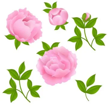 Peony Stock Illustration
