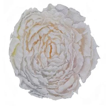 Peony Stock Illustration