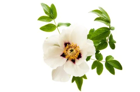 Peony isolated Stock Photos