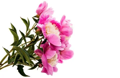 Peony isolated Stock Photos