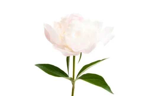 Peony isolated Stock Photos