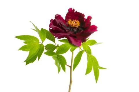 Peony isolated Stock Photos