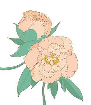 Peony isolated on white background Stock Illustration