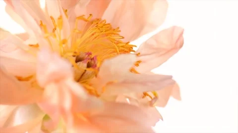 Peony isolated on white background. One flower Coral Charm peony Vidéo 334228914