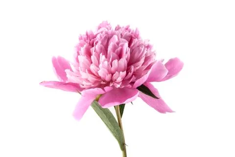 Peony isolated on white background Stock Photos