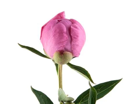 Peony isolated on white background Stock Photos