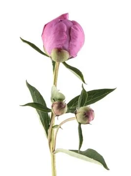 Peony isolated on white background Stock Photos