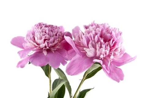 Peony isolated on white background 스톡 사진