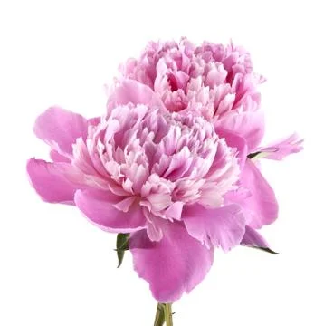Peony isolated on white background Stock Photos