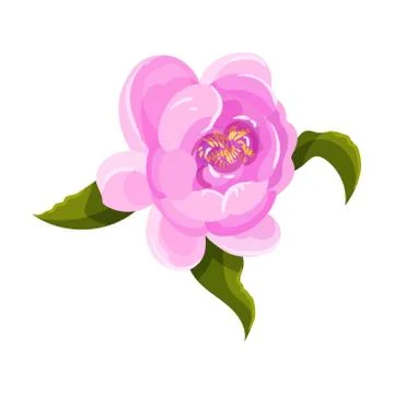 Peony with large petals. Vector illustration on a white background. イラスト素材
