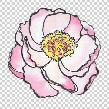 + Peony large pink open Stock Illustration