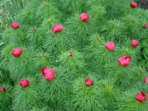 Peony leaved Foto stock