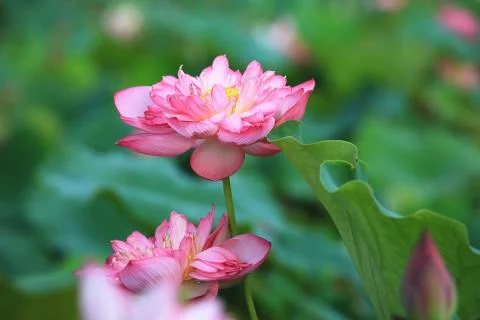 Peony Lotus flowers close-up Stock Photos