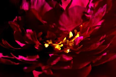 Peony macro flower background texture Foto stock