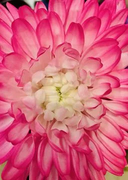 Peony in macro shooting Stock Photos