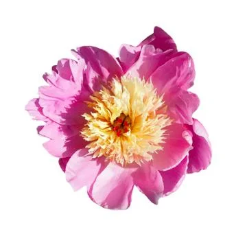 Peony macro on a white background. Different colors Stock Photos