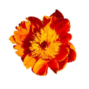 Peony macro on a white background. Different colors Stock Photos