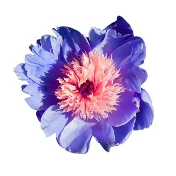 Peony macro on a white background. Different colors Stock Photos