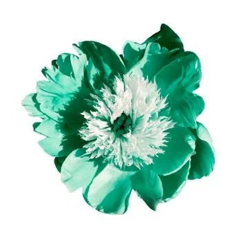 Peony macro on a white background. Different colors Stock Photos