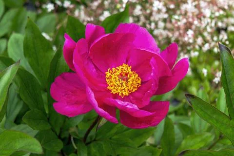 Peony 'Mistral' 写真素材