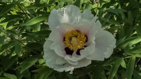 Peony in motion 1 Stock Footage 50029586