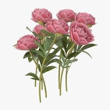 Peony - Natural group ~ 3D Model #90881238 | Pond5