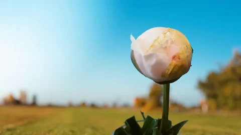 Peony opening unfolding timelapse  Stock Footage 84897670