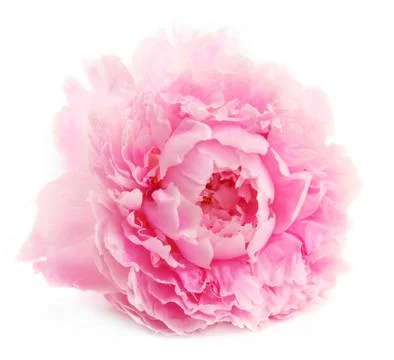 Peony in over white Foto stock