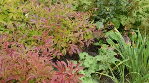 Peony (Paeonia) Stock Footage 17763499