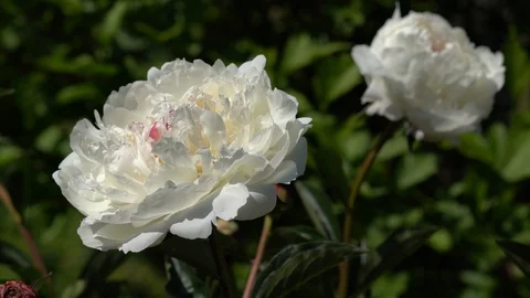 Peony, Paeonia Stock Footage 101438299