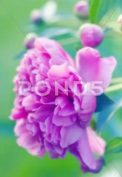 Peony (paeonia lactiflora) Stock Photos
