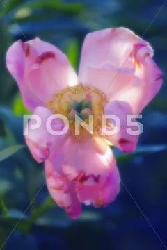 Peony (paeonia lactiflora) Stock Photos